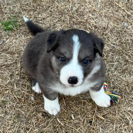 Stella - Atypical merle female Border Collie puppy in Hartsville, South Carolina from Wiggles 4 Life