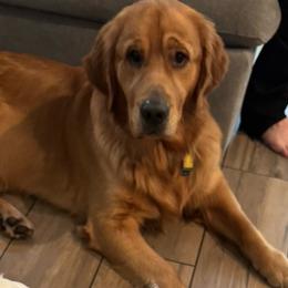 Ollie - Golden Retriever