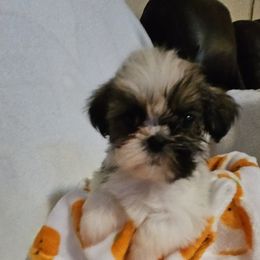 Boy 4 - Tricolor male Shih Tzu puppy in Vernon, Texas from Jennifer's Shih Tzus