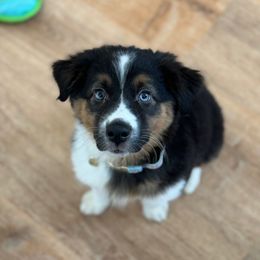Juniper - Black tri-color Australian Shepherd puppy in Clinton, Utah from Neon Moon Aussies