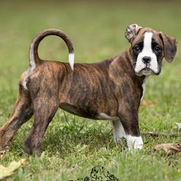 Brownie - Brindle male Boxer puppy in Catlett, Virginia from Honey and Coal Kennels