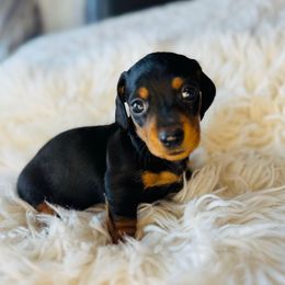 Paris - Black and tan female Dachshund puppy in Holtwood, Pennsylvania from Holly Hill Dachshunds