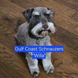 Miniature Schnauzer puppies from Gulf Coast Schnauzers