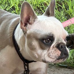Dixie - French Bulldog