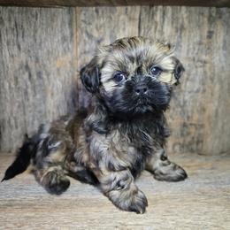 Tater - Sable male Shih Tzu puppy in Mountain Grove, Missouri from Precious Puppies