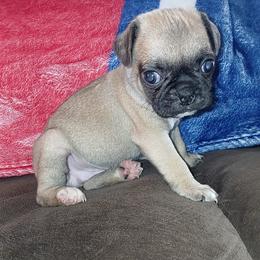 Fawn Boy - Fawn male Pug puppy in El Mirage, Arizona from Kratos Legacy