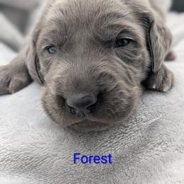 Forest - Blue male Weimaraner puppy in Evart, Michigan from Drehbar Weimaraners