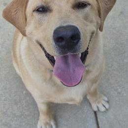 Boy 5 - male Labrador Retriever puppy in Greenwich, Ohio from Pure Gem Kennel