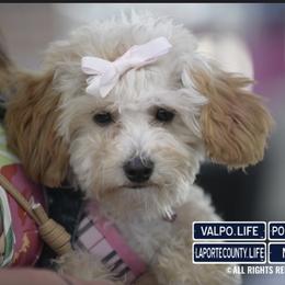 Poodle Puppies from Singing Sands Poodles
