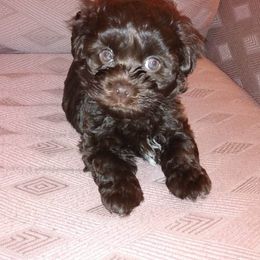 Havanese Puppies from Court Jester Havanese