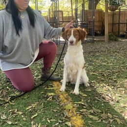 Boy 2 - Brittany puppy in Florida from Crowne Kennels