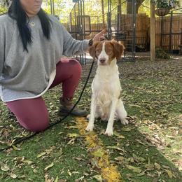 Boy 2 - Brittany puppy in Florida from Crowne Kennels