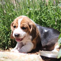 Lola - Black brown and white female Basset Hound puppy in Idaho from Welcome Home Bassets