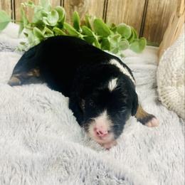 Penelope - Black tri-color female Aussiedoodle puppy in Hamilton, Michigan from White Pine Farm