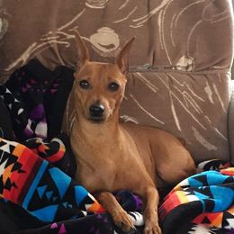 Miniature Pinscher puppies from RisingStar Miniature Pinschers