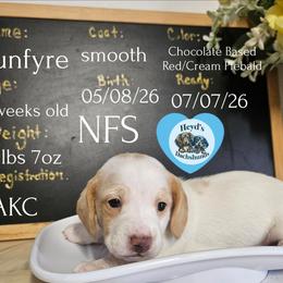Sunfyre - Piebald male Dachshund puppy in Hoquiam, Washington from Heyd's Mini Dachshunds