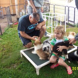 Collie Puppies from Thorndale Collies