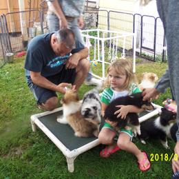 Collie Puppies from Thorndale Collies