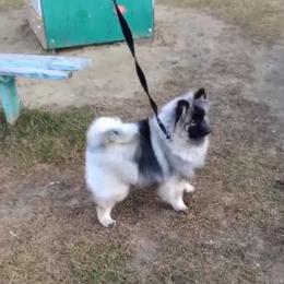 Dar - Keeshond