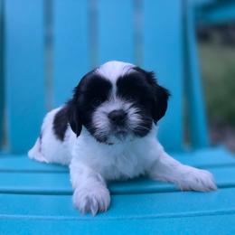 Jack - Black and white male Shichon puppy in Ronda, North Carolina from Willow River