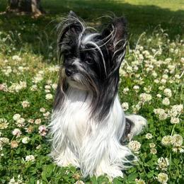 Rio - Yorkshire Terrier