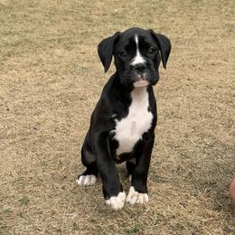 Sweet Annie - Brindle female Boxer puppy in Georgia from Stephanie’s Boxers