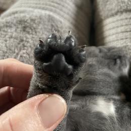 French Bulldog Puppies from 1011 French Bulldogs