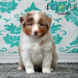Coriander - Red merle male Miniature American Shepherd puppy in Carlisle, Pennsylvania from 4 Clovers Kennel