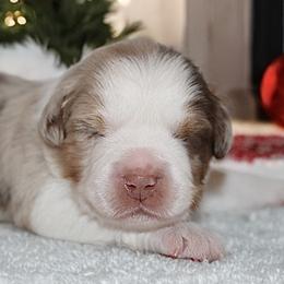Comet - Red merle male Miniature Australian Shepherd puppy in Brooker, Florida from Triple Branch Aussies