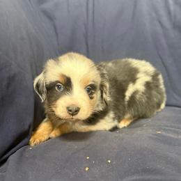 Alpine - Blue merle male Toy Australian Shepherd puppy in Medical Lake, Washington from MAS Gone Rogue