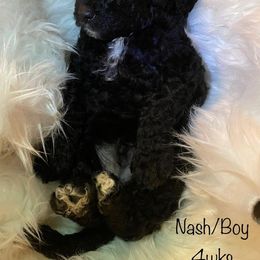 Bernedoodle and Labradoodle Puppies from Doodletown