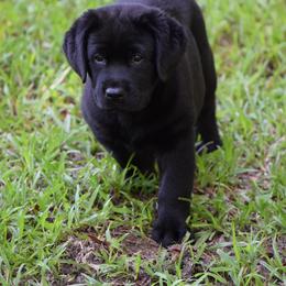 Black female u - Black female Labrador Retriever puppy in Edgefield, South Carolina from Backwoods Pond Labradors LLC