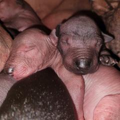 Xoloitzcuintli Puppies from Experience The Wild