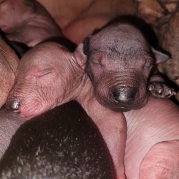 Xoloitzcuintli Puppies from Experience The Wild