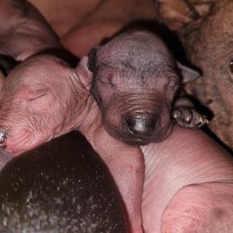 Xoloitzcuintli Puppies from Experience The Wild