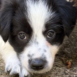 Hope - Black and white female Border Collie puppy in Coventry, Rhode Island from Michelle's Border Collies