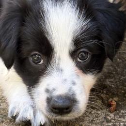 Hope - Black and white female Border Collie puppy in Coventry, Rhode Island from Michelle's Border Collies
