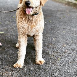 Goldendoodle Puppies from Valley View Goldendoodles
