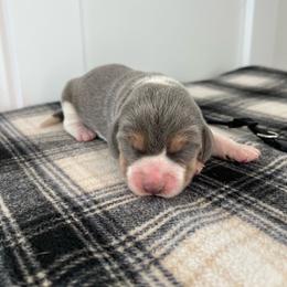 AKC black male - Blue tan and white male Beagle puppy in Shelley, Idaho from Idaho Beagles