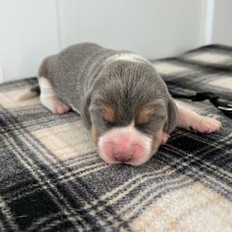 AKC black male - Blue tan and white male Beagle puppy in Shelley, Idaho from Idaho Beagles