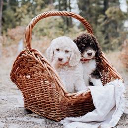 Cockapoo Puppies from Big Sky Cockapoos