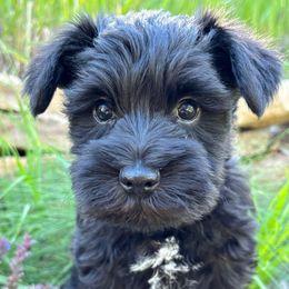 Lamborghini - Black male Miniature Schnauzer puppy in Colorado Springs, Colorado from Spice Mountain Puppies