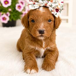 Hope - Red  female Goldendoodle puppy in Atlanta, Georgia from Teddy Puppies