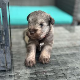 Girl 2 - Liver female Miniature Schnauzer puppy in Brownwood, Texas from Texas Dreams Mini Schnauzers