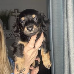 Pepper - Black female Dachshund puppy in Brandon, Florida from Knights Dachshunds