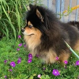 Pomskies from Pixel