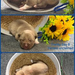 Franky - Red and white female Siberian Husky puppy in Canton, Ohio from Bleu Skies Siberian Huskies
