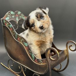 Logan - Blue merle male Miniature Australian Shepherd puppy in Covington, Pennsylvania from Rigas Mini Aussies LLC