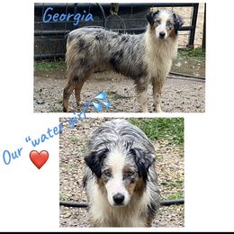 Georgia - Australian Shepherd
