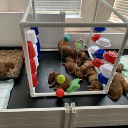 Goldendoodle Puppies from Rockin R Doodles